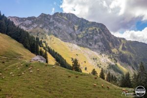 Alpages au dessus de Montreux